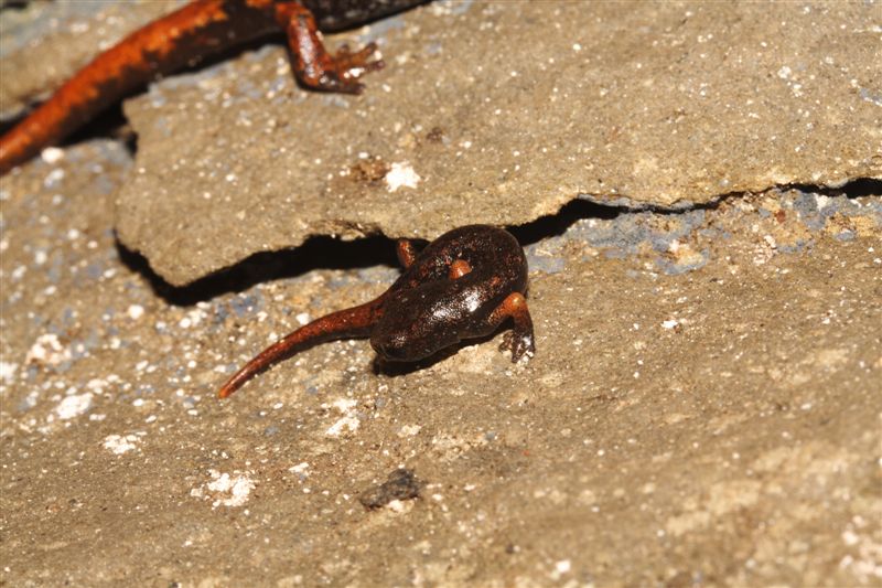 Corteggiamento geotritoni?? Hydromantes italicus